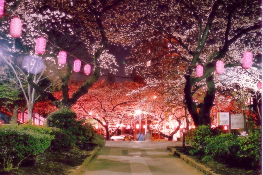 Cherry Blossom Event in Tokyo, Japan