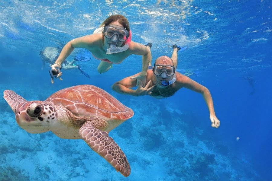 Turtle Canyons Snorkel Excursion from Waikiki, Hawaii